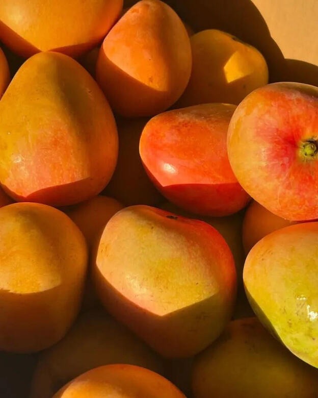 Mangue Alphonso Mangue Alphonso